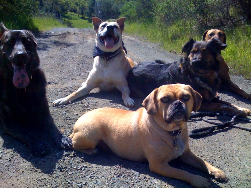 advanced dog training south bay area