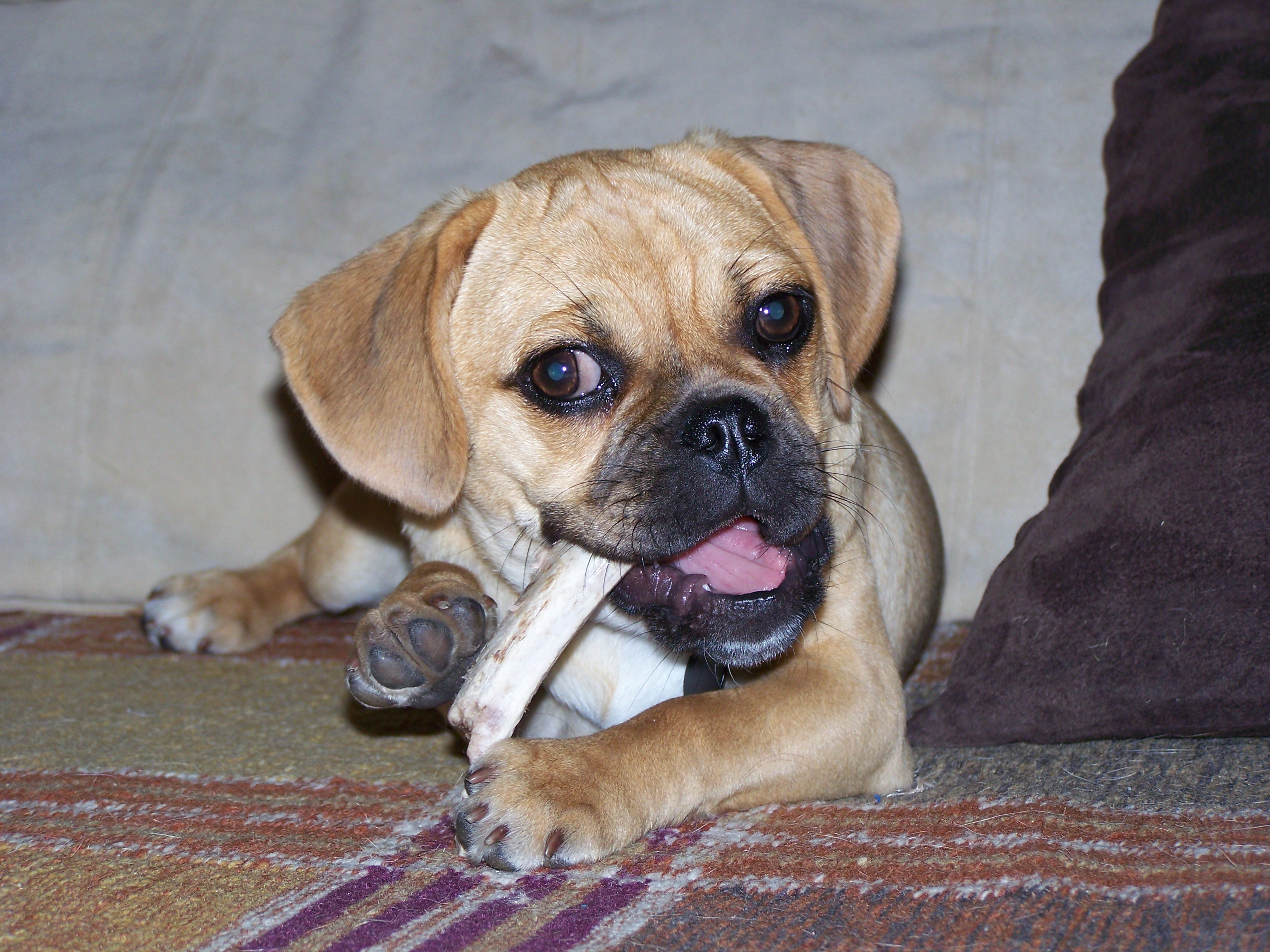 raw meaty bones for small dogs