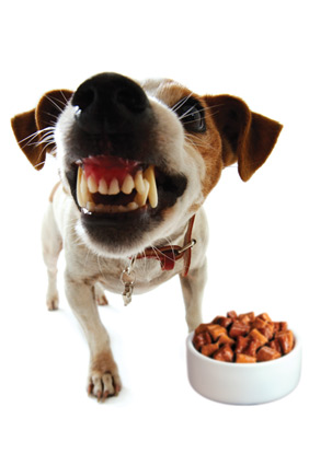 Thriving Canine Food Aggression Tip