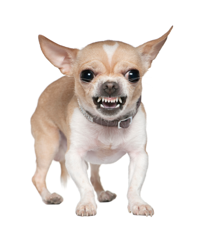 what to do when your dog growls at you