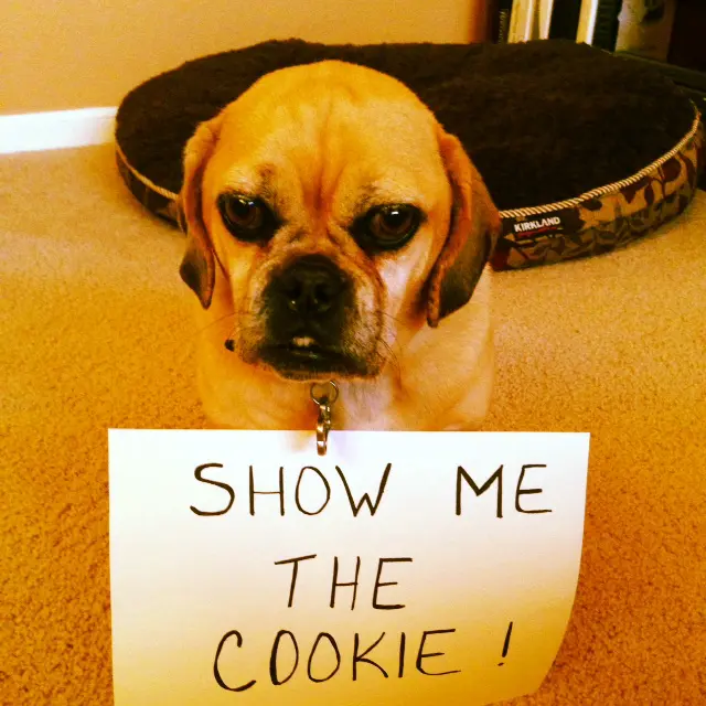 cookie